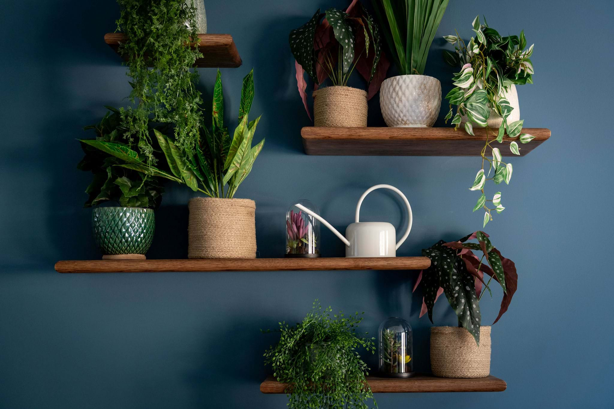 Create a plant feature wall in your home